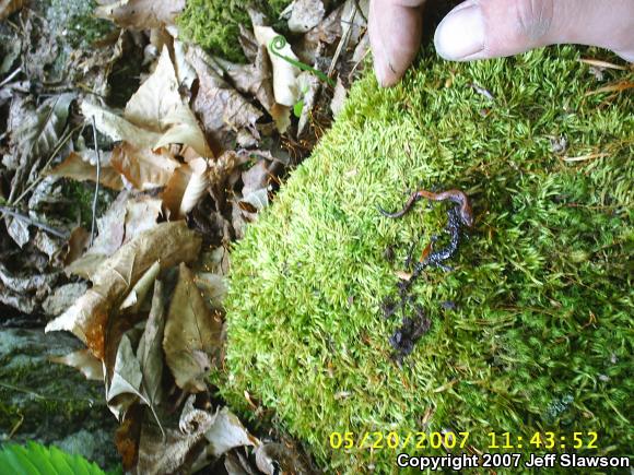 Eastern Red-backed Salamander (Plethodon cinereus)