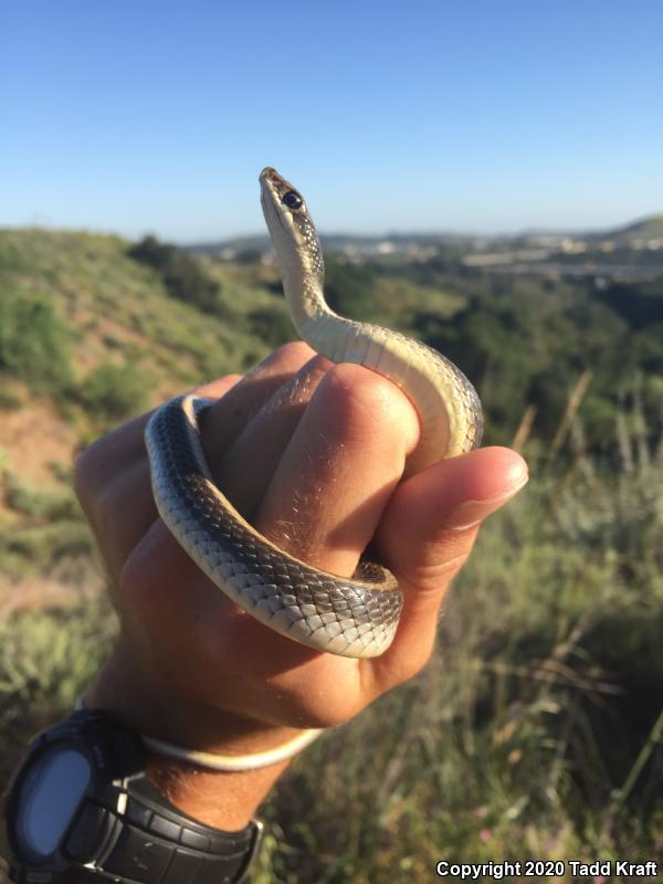 Coast Patch-nosed Snake (Salvadora hexalepis virgultea)