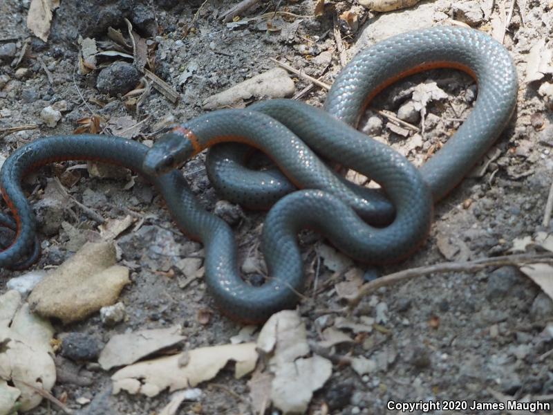 Pacific Ring-necked Snake (Diadophis punctatus amabilis)