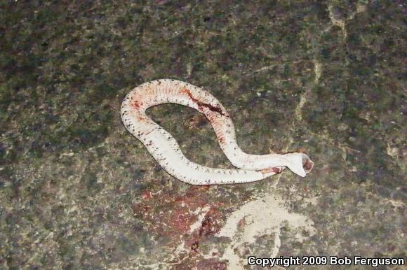 Colorado Desert Sidewinder (Crotalus cerastes laterorepens)