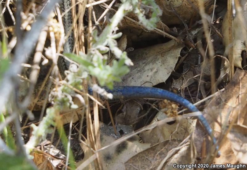 Western Skink (Plestiodon skiltonianus skiltonianus)