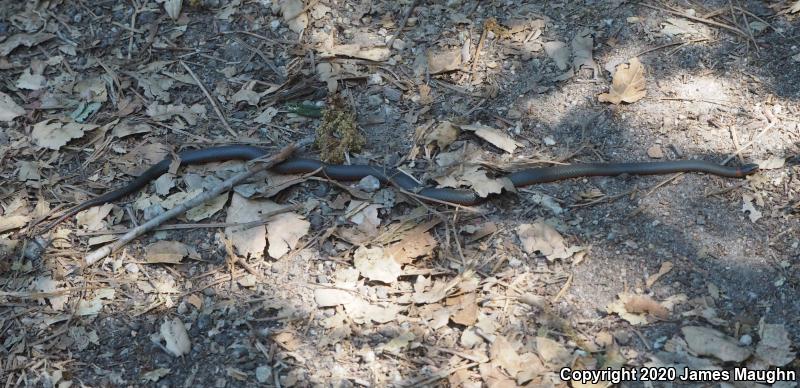 Pacific Ring-necked Snake (Diadophis punctatus amabilis)