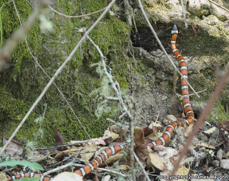 Coast Mountain Kingsnake (Lampropeltis zonata multifasciata)