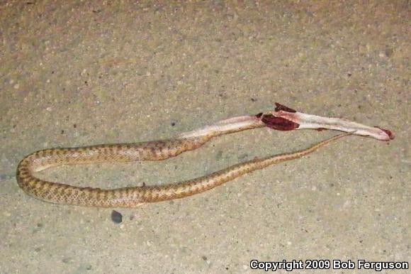 Desert Glossy Snake (Arizona elegans eburnata)