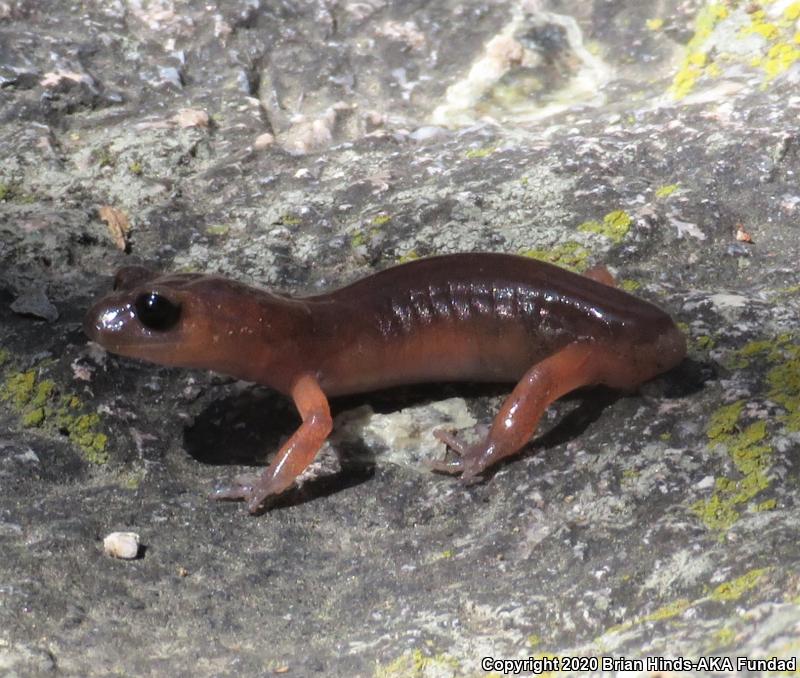 Monterey Ensatina (Ensatina eschscholtzii eschscholtzii)