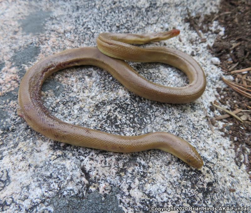 Southern Rubber Boa (Charina umbratica)