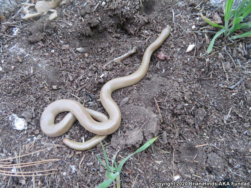 Southern Rubber Boa (Charina umbratica)