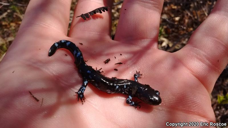 Blue-spotted Salamander (Ambystoma laterale)