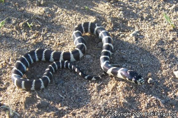 California Kingsnake (Lampropeltis getula californiae)