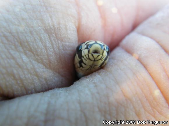 California Kingsnake (Lampropeltis getula californiae)