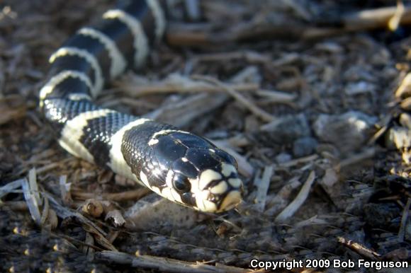 California Kingsnake (Lampropeltis getula californiae)