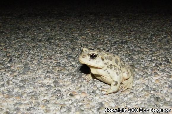 Southern California Toad (Anaxyrus boreas halophilus)