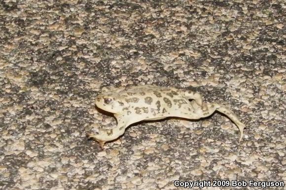 Southern California Toad (Anaxyrus boreas halophilus)