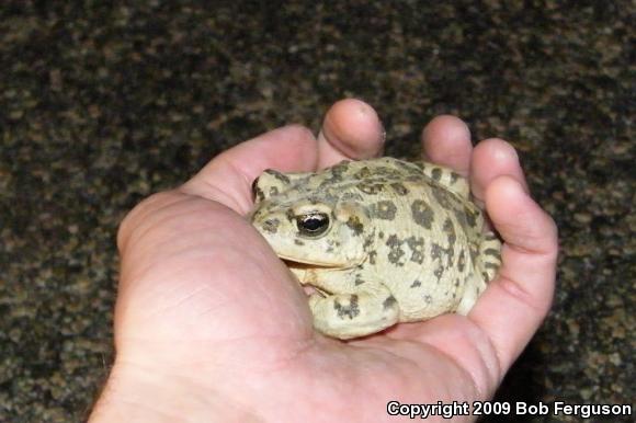 Southern California Toad (Anaxyrus boreas halophilus)