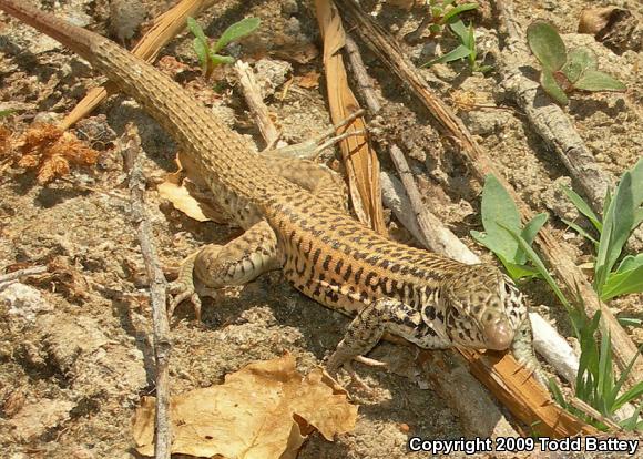 Coastal Whiptail (Aspidoscelis tigris stejnegeri)