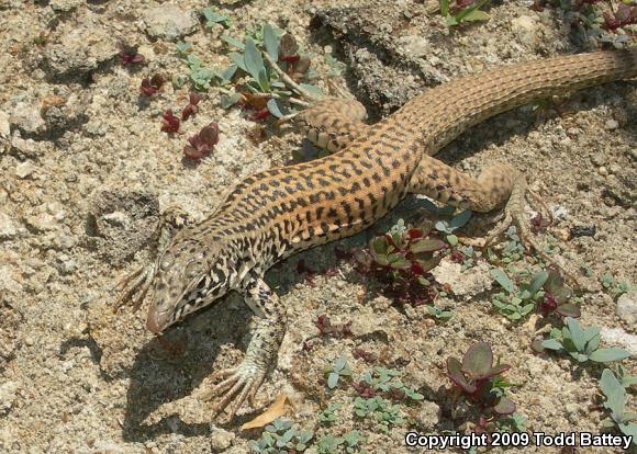 Coastal Whiptail (Aspidoscelis tigris stejnegeri)