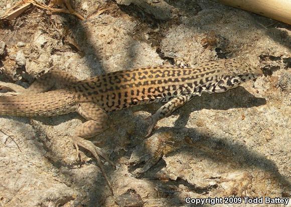 Coastal Whiptail (Aspidoscelis tigris stejnegeri)