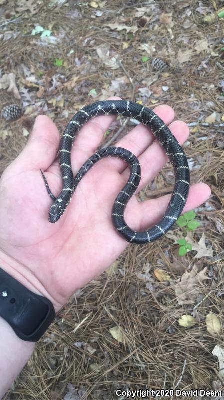 Eastern Kingsnake (Lampropeltis getula getula)