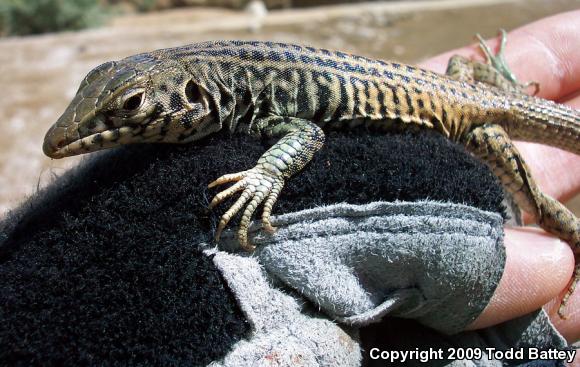 Coastal Whiptail (Aspidoscelis tigris stejnegeri)