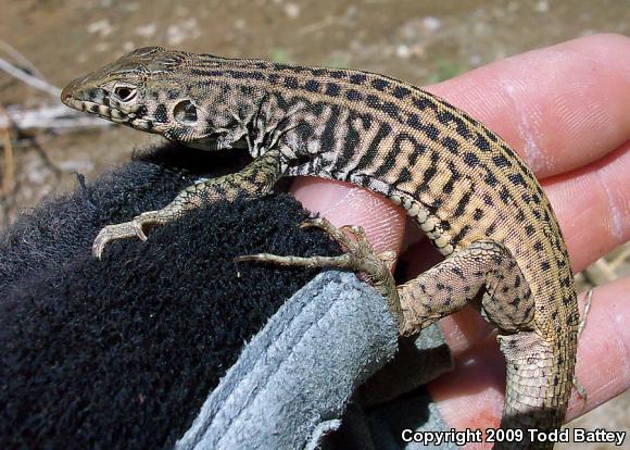 Coastal Whiptail (Aspidoscelis tigris stejnegeri)