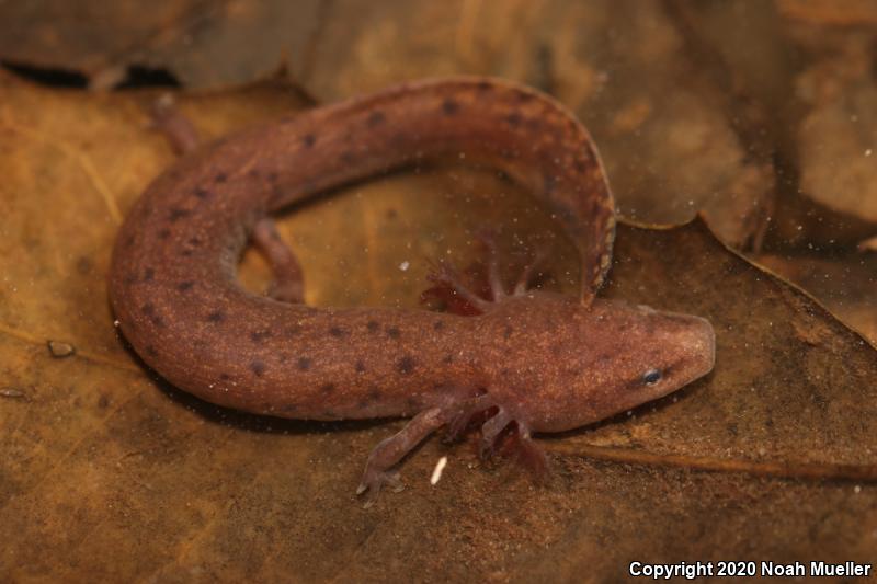 Gulf Coast Waterdog (Necturus beyeri)