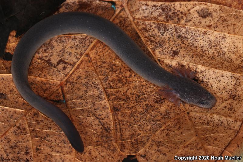 Eastern Lesser Siren (Siren intermedia intermedia)