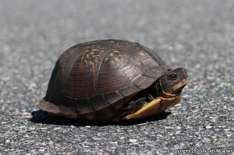 Gulf Coast Box Turtle (Terrapene carolina major)