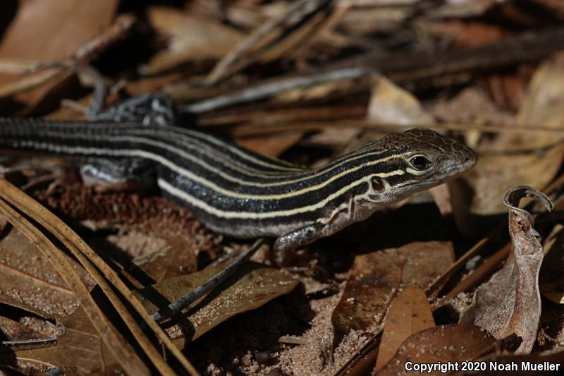 Six-lined Racerunner (Aspidoscelis sexlineata)