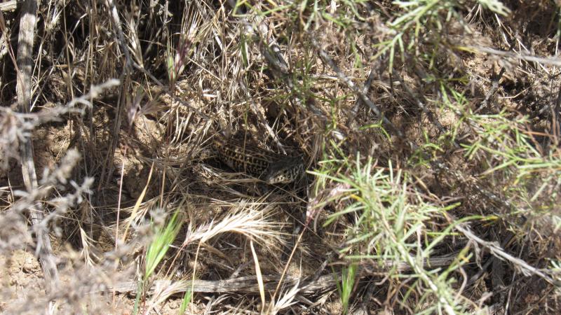 Spotted Tiger Whiptail (Aspidoscelis tigris punctata)