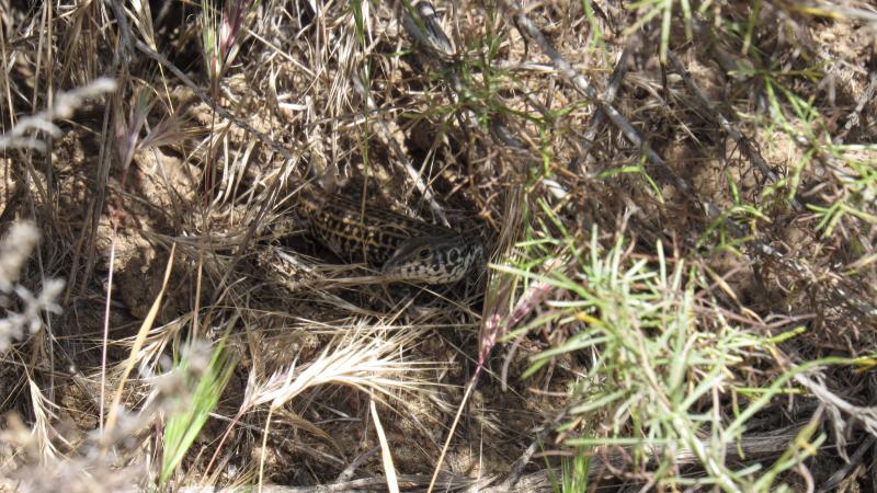 Spotted Tiger Whiptail (Aspidoscelis tigris punctata)