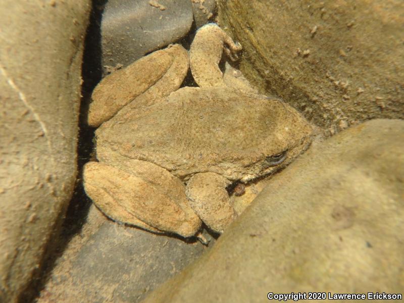 Foothill Yellow-legged Frog (Rana boylii)