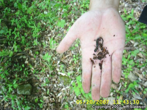 Northern Slimy Salamander (Plethodon glutinosus)