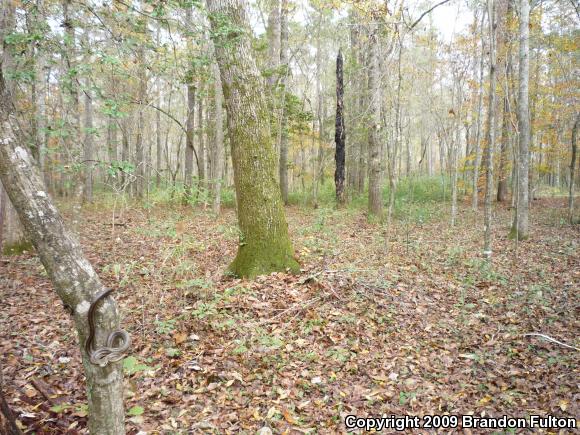 Eastern Ratsnake (Pantherophis alleghaniensis)