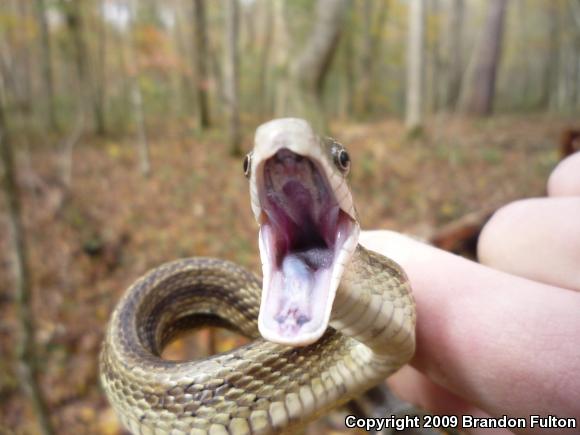 Eastern Ratsnake (Pantherophis alleghaniensis)