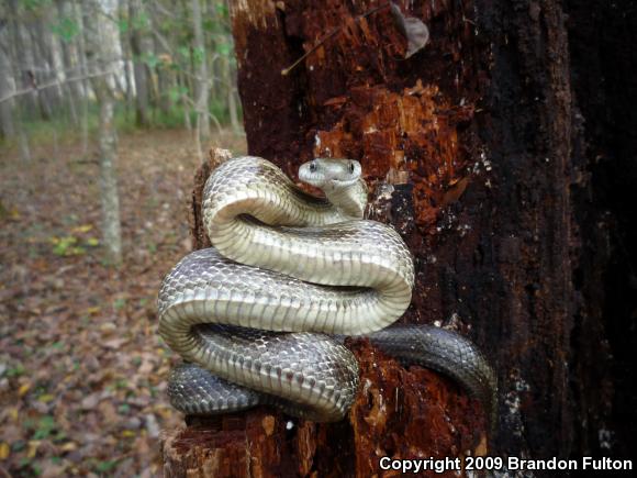 Eastern Ratsnake (Pantherophis alleghaniensis)