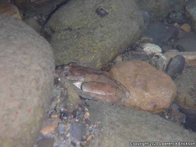 Foothill Yellow-legged Frog (Rana boylii)