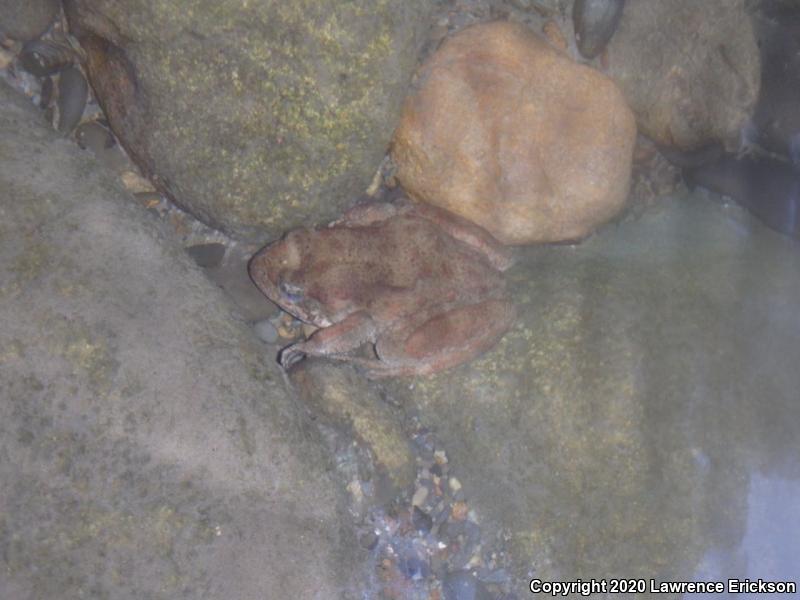 Foothill Yellow-legged Frog (Rana boylii)