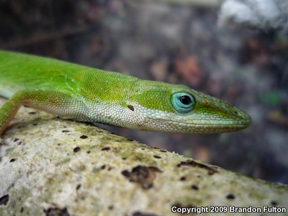 Northern Green Anole (Anolis carolinensis carolinensis)