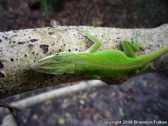 Northern Green Anole (Anolis carolinensis carolinensis)