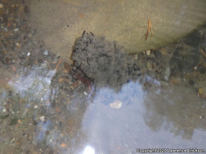 Foothill Yellow-legged Frog (Rana boylii)