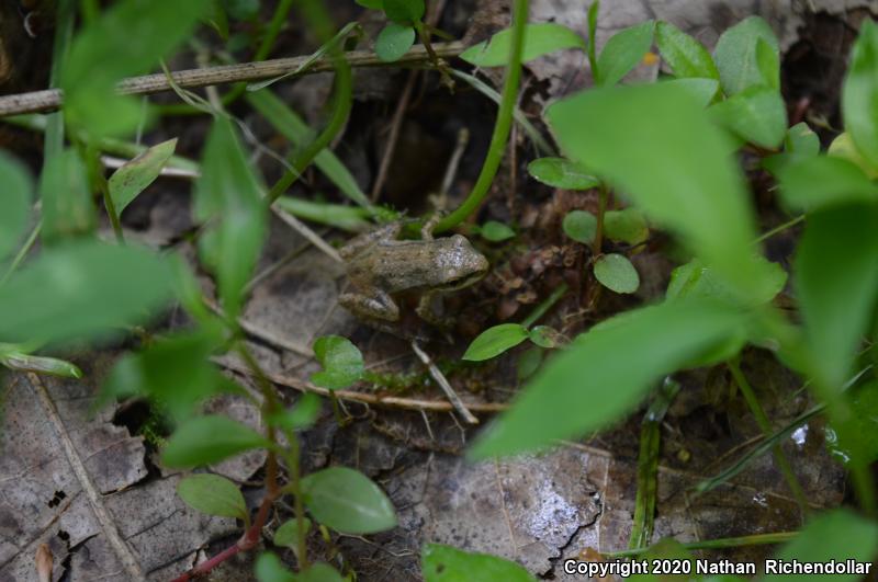 Upland Chorus Frog (Pseudacris feriarum)