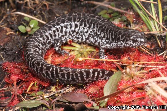 Frosted Flatwoods Salamander (Ambystoma cingulatum)