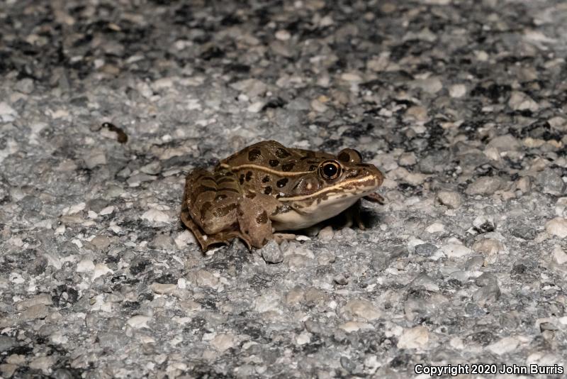 Plains Leopard Frog (Lithobates blairi)