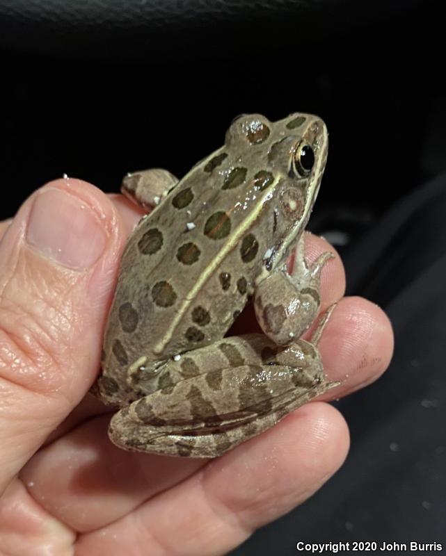 Plains Leopard Frog (Lithobates blairi)