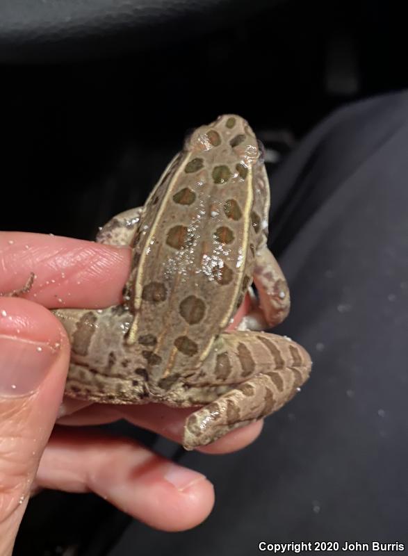 Plains Leopard Frog (Lithobates blairi)