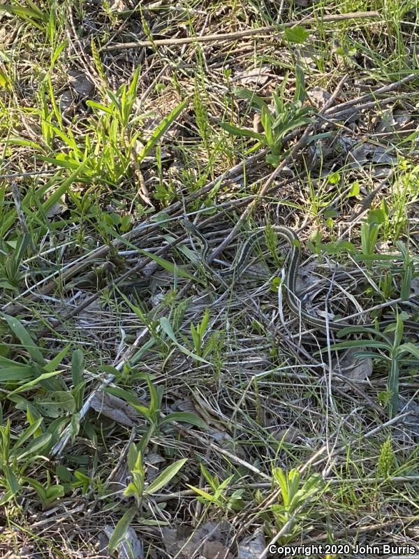 Chicago Gartersnake (Thamnophis sirtalis semifasciatus)