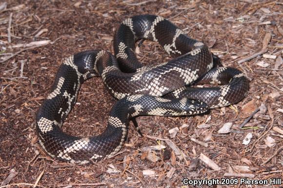 Eastern Kingsnake (Lampropeltis getula getula)