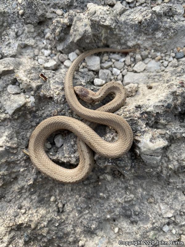 Midland Brownsnake (Storeria dekayi wrightorum)