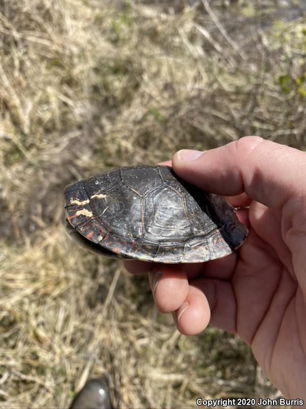 Midland Painted Turtle (Chrysemys picta marginata)