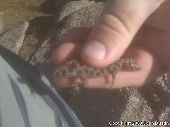 Granite Night Lizard (Xantusia henshawi)